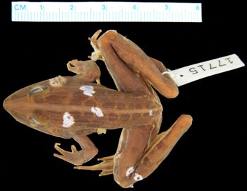 Media type: image; Herpetology A-17715